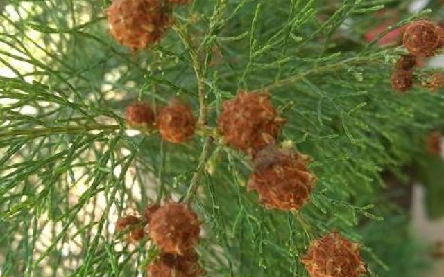 The Daintree Pine