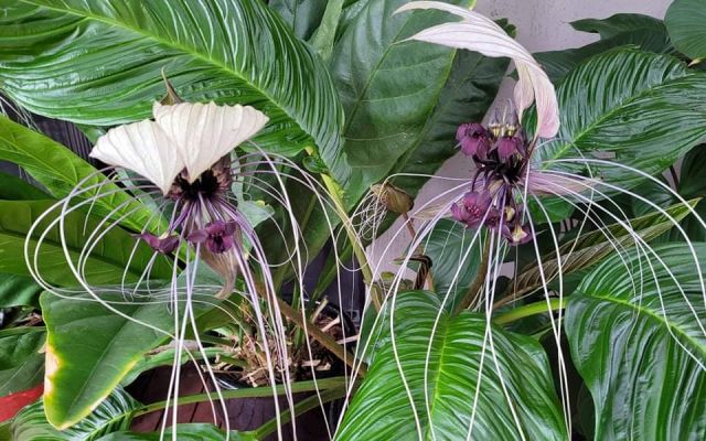 Bat Plants – A unique and stunning plant 