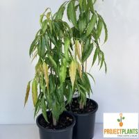 Polyalthia longifolia Pendula / Indian Mast Tree 200mm