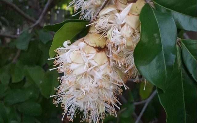 Handkerchief Tree – Maniltoa lenticellata