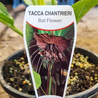 Tacca Chantrieri / Black Bat Plant 140mm