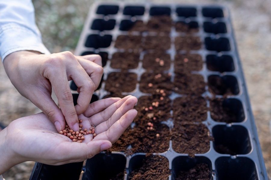 Packets of garden seeds ready for planting
