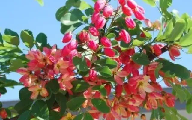 Cassia Rainbow Shower – One of the most sought after trees in Townsville
