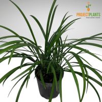 Liriope Evergreen Giant 125mm