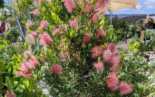 The Vibrant Beauty of Callistemons in Your Townsville Garden