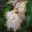 Handkerchief Tree – Maniltoa lenticellata