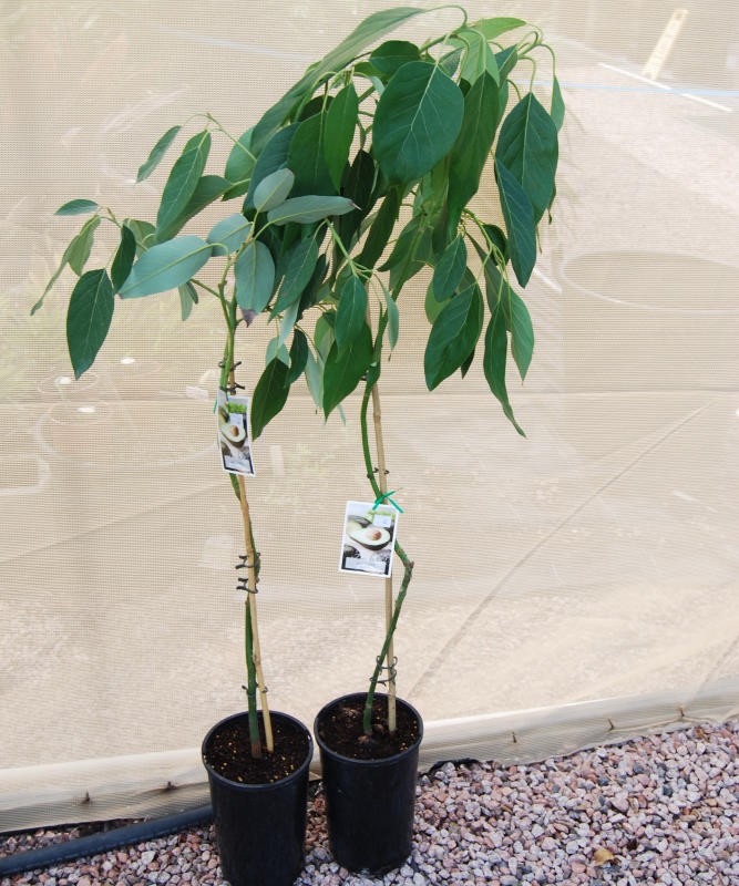 Plants Garden Nursery Townsville Gardening Centre