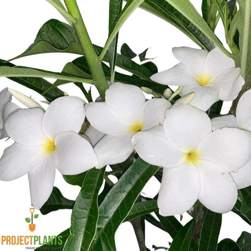 Plumeria pudica / Frangipani Bridal Bouquet 200mm Project Plants