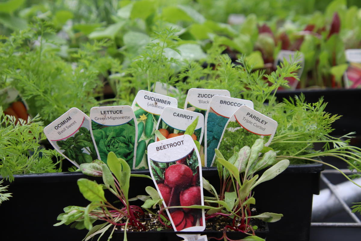 Growing Vegetables/herbs in Townsville! What do I plant and when