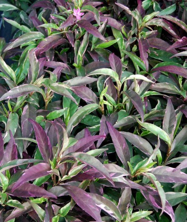 Plants Townsville Buy Plants Online Garden Shop