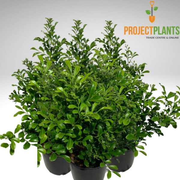 Murraya Hip High / Dwarf Mock Orange 140mm