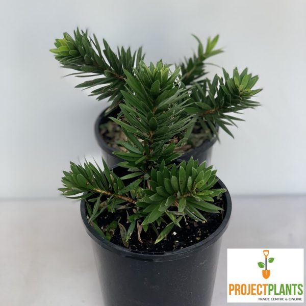 Callistemon Little Caroline / Dwarf Bottlebrush 140mm