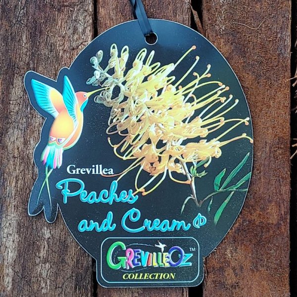 Grevillea Peaches and Cream 140mm