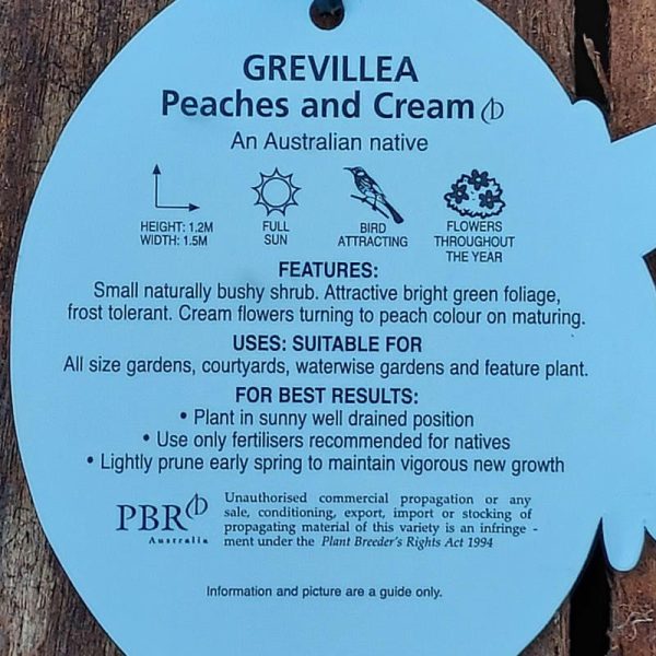 Grevillea Peaches and Cream 140mm - Image 2