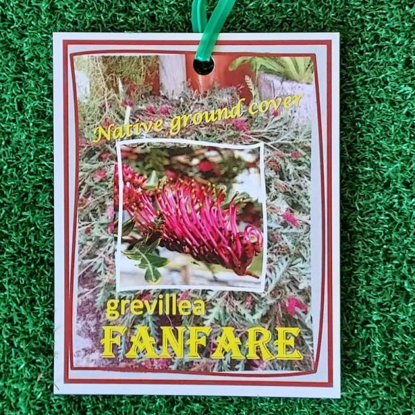 Grevillea Fanfare 140mm