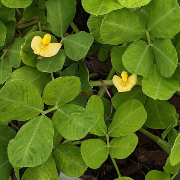 Arachis pintoi / Creeping Peanut 140mm