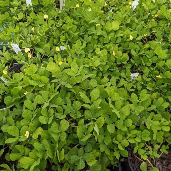Arachis pintoi / Creeping Peanut 140mm - Image 2