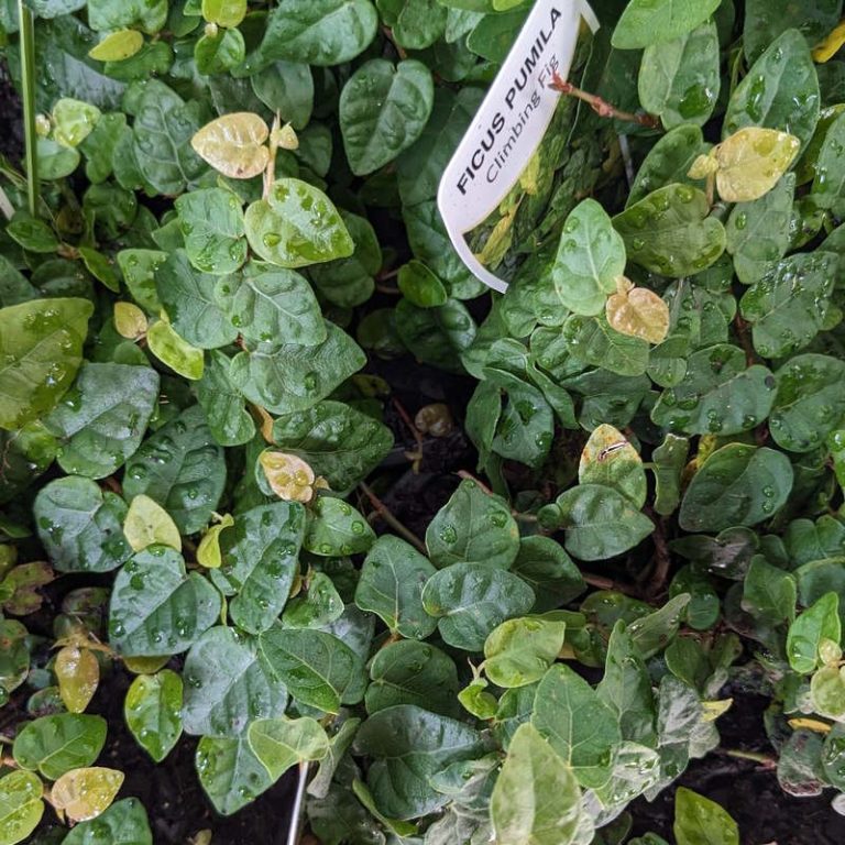 Ficus Pumila Climbing Fig 140mm Project Plants ficus-pumila-climbing-fig-140mm-project-plants
