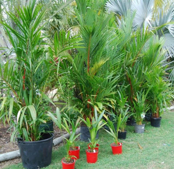 Cyrtostachys renda / Lipstick Palm 250mm