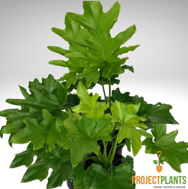 Philodendron Hope 140mm