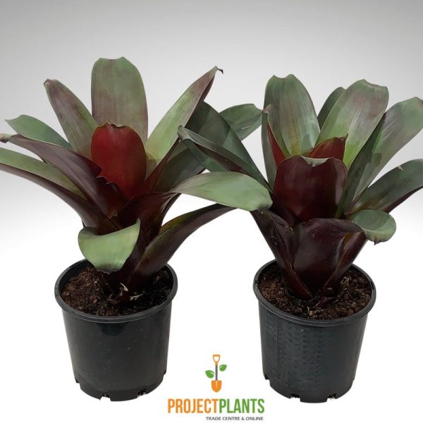 Alcantarea Silver Plum / Bromeliad Giant 300mm