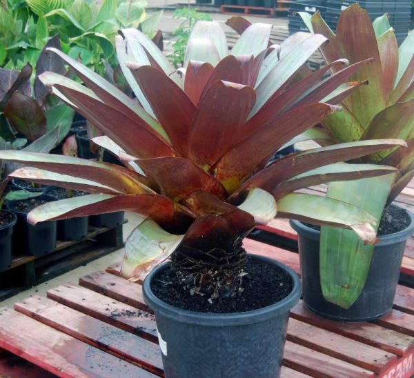 Alcantarea Silver Plum / Bromeliad Giant 300mm - Image 2