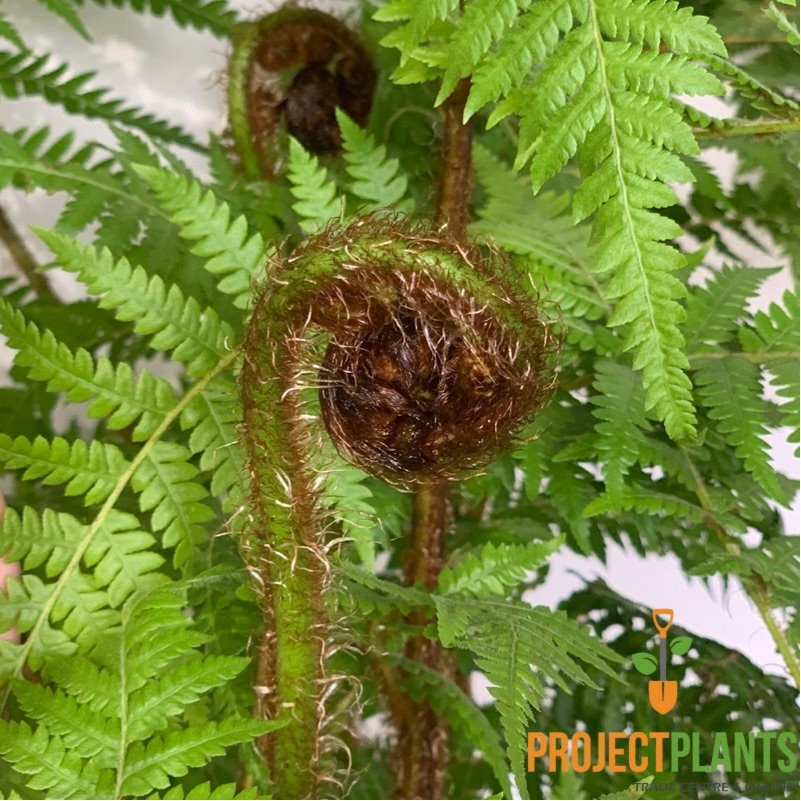 Cyathea Kalgoorlie Gold / Australian Tree Fern 200mm - Image 2