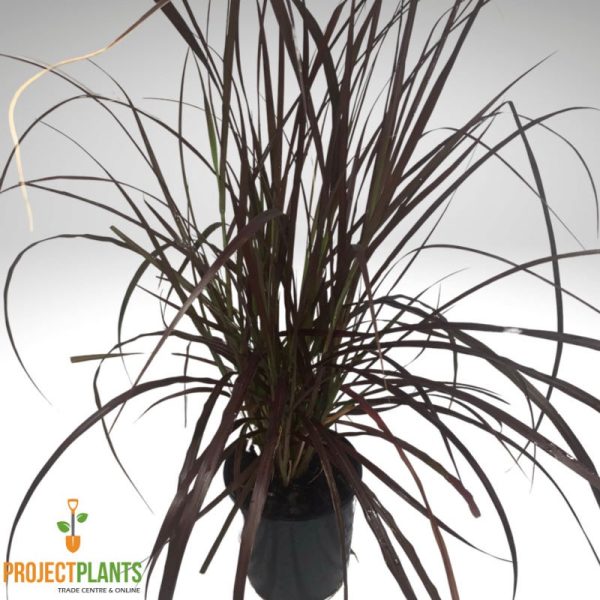Pennisetum rubrum / Purple Fountain Grass 140mm