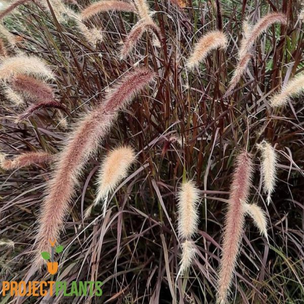 Pennisetum rubrum / Purple Fountain Grass 140mm - Image 2