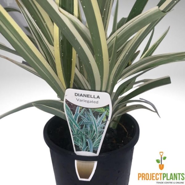 Dianella Silver Streak / Variegated Flax Lilly 140mm - Image 2