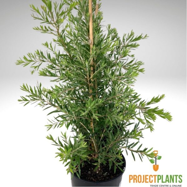 Callistemon Slim / Bottlebrush 200mm - Image 2