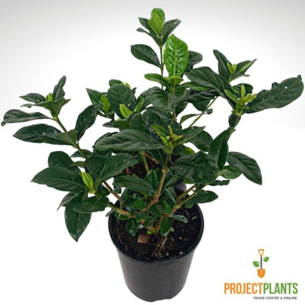 Gardenia Magnifica 140mm