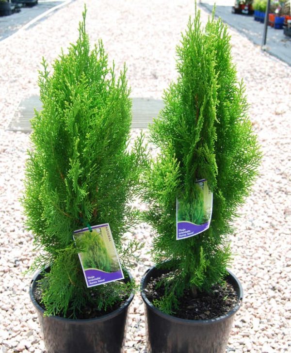 Thuja orientalis aurea / Golden Bookleaf Pine 140mm