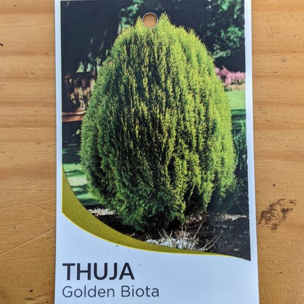 Thuja orientalis aurea / Golden Bookleaf Pine 140mm - Image 2