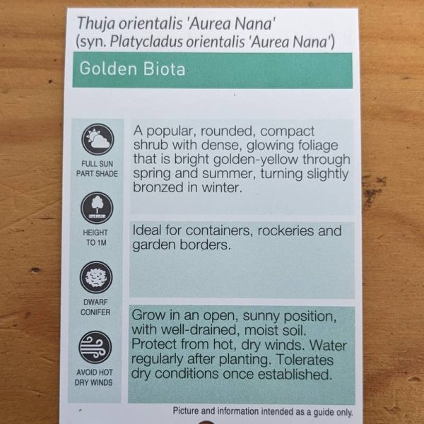 Thuja orientalis aurea / Golden Bookleaf Pine 140mm - Image 3