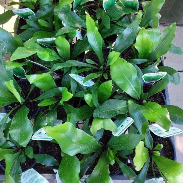 Asplenium nidus / Birds Nest Fern 100mm