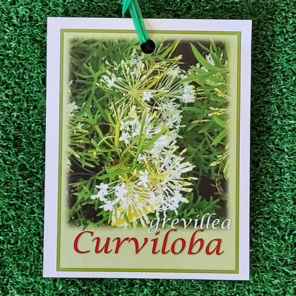 Grevillea curviloba 140mm