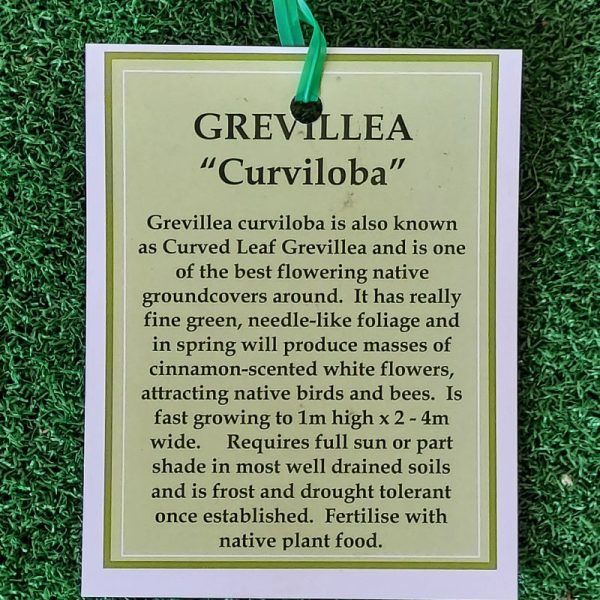 Grevillea curviloba 140mm - Image 2