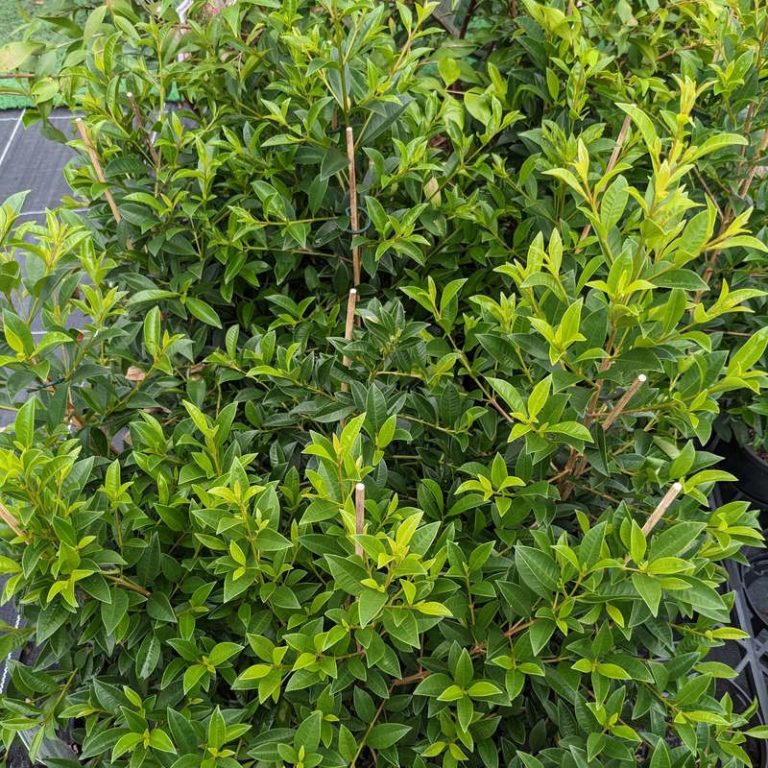 Syzygium Select Lilly Pilly 140mm Project Plants syzygium-select-lilly-pilly-140mm-project-plants