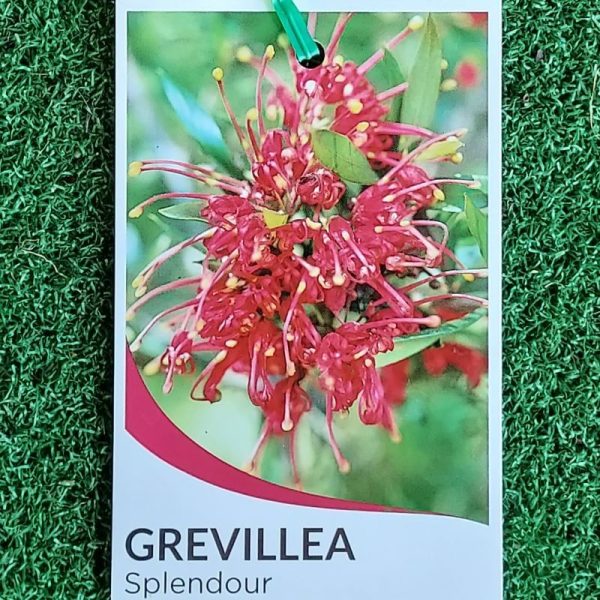 Grevillea splendour 140mm