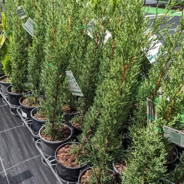 Cupressus sempervirens glauca / Pencil Pine 140mm