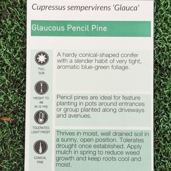 Cupressus sempervirens glauca / Pencil Pine 140mm - Image 2