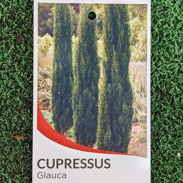 Cupressus sempervirens glauca / Pencil Pine 140mm - Image 3