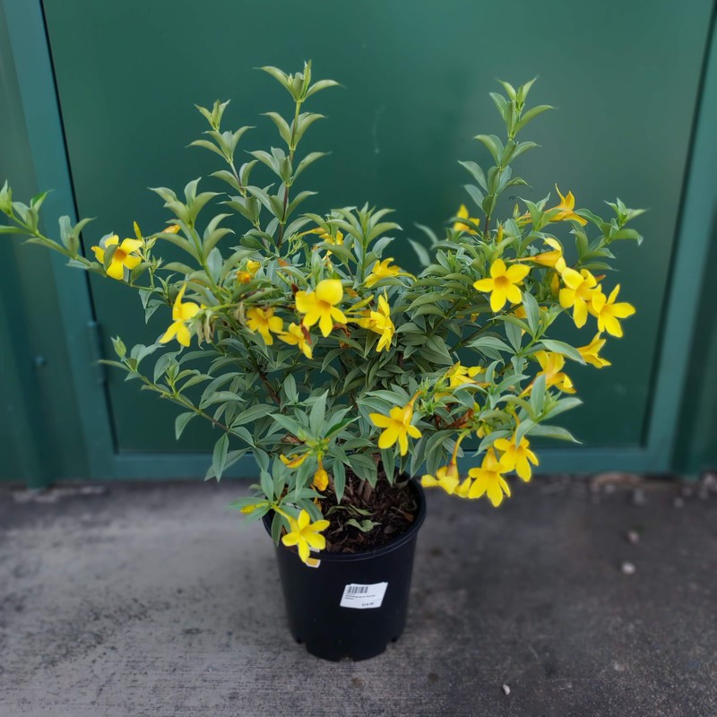 Allamanda Silver Sunnee 200mm