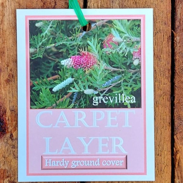 Grevillea Carpet Layer 140mm