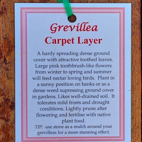 Grevillea Carpet Layer 140mm - Image 2