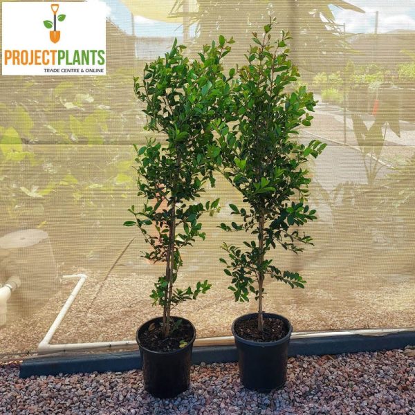 Syzygium Elite / Lilly Pilly 140mm