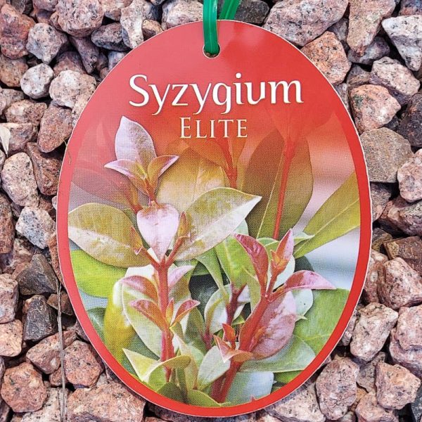 Syzygium Elite / Lilly Pilly 140mm - Image 2