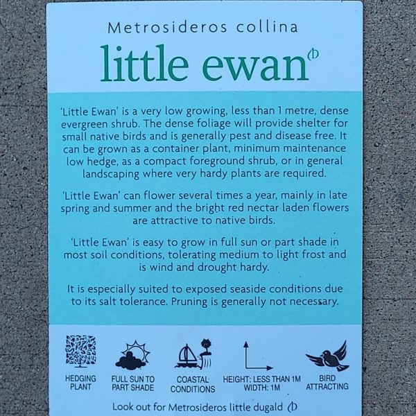 Metrosideros Little Ewan 200mm - Image 3