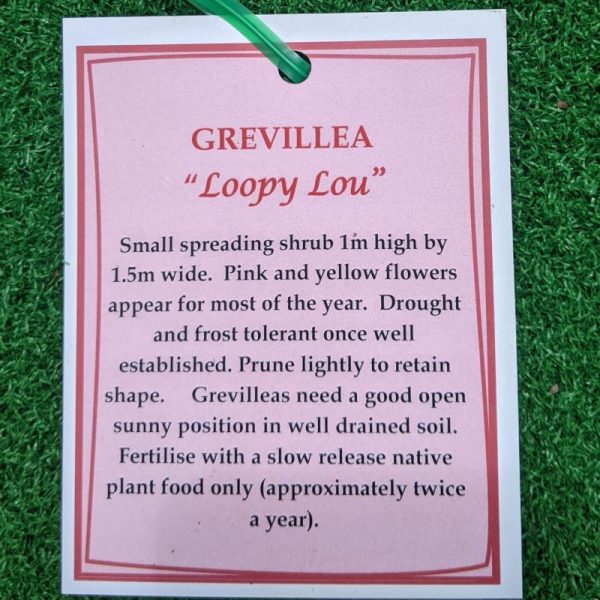 Grevillea Loopy Lou 140mm - Image 2